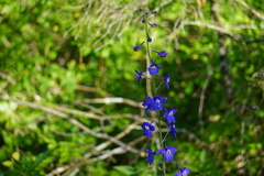 Delphinium alabamicum