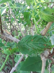 Phyllocnistis vitifoliella