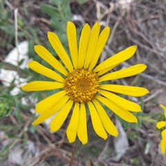Grindelia inuloides