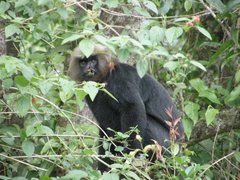 Semnopithecus johnii