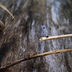 Walckenaeria auranticeps