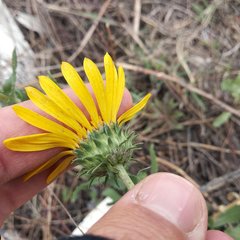 Grindelia inuloides