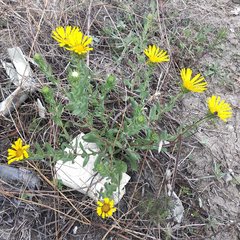Grindelia inuloides