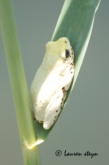 Hyperolius marginatus