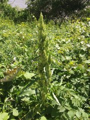 Rumex longifolius