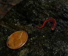 Desmognathus aeneus