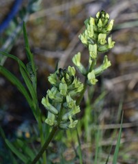 Oxytropis campestris