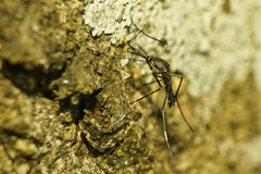 Toxorhynchites splendens