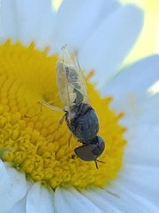 Hedriodiscus vertebratus