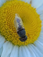 Hedriodiscus vertebratus