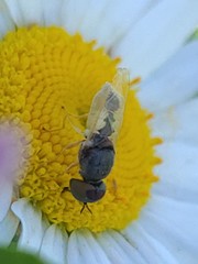 Hedriodiscus vertebratus