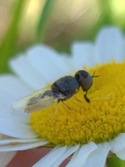 Hedriodiscus vertebratus