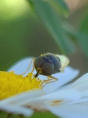 Hedriodiscus vertebratus