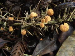 Marasmius croceus