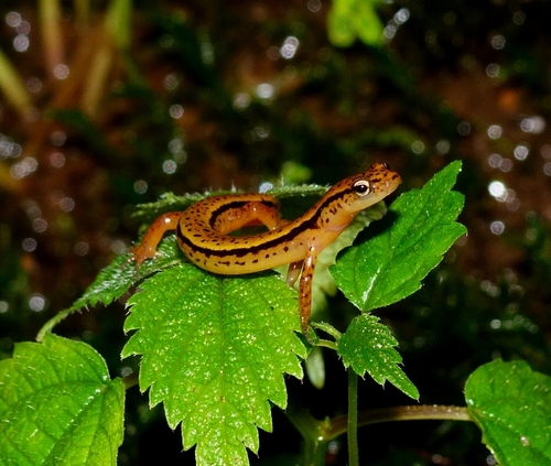 Blue Ridge Two-lined Salamander