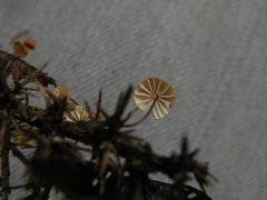 Marasmius croceus