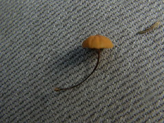 Marasmius croceus
