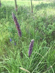 Phleum pratense