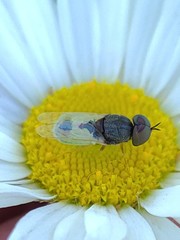 Hedriodiscus vertebratus