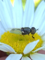 Hedriodiscus vertebratus