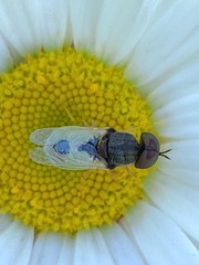 Hedriodiscus vertebratus