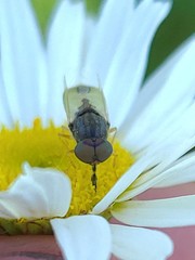 Hedriodiscus vertebratus