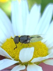 Hedriodiscus vertebratus