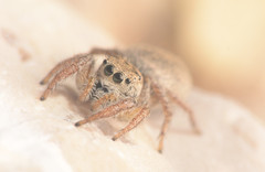 Habronattus borealis