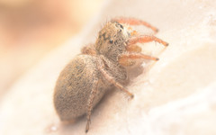 Habronattus borealis