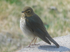 Catharus ustulatus