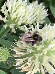 Bombus hortorum