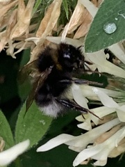 Bombus hortorum