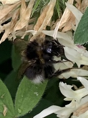 Bombus hortorum