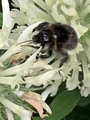 Bombus hortorum