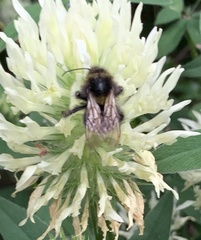 Bombus hortorum