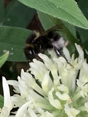 Bombus hortorum