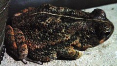 Sclerophrys pusilla