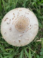 Chlorophyllum molybdites image