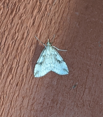 Udea washingtonalis