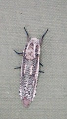 Azygophleps inclusa