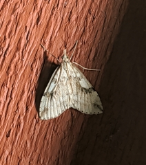 Udea washingtonalis