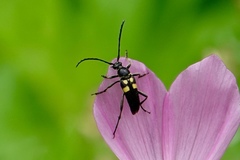 Typocerus lunulatus