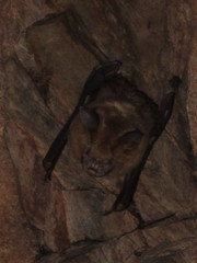 Hipposideros
