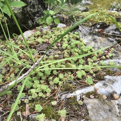 Sedum glaucophyllum