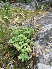 Sedum glaucophyllum
