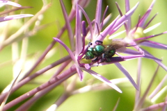 Hoplitis fulgida fulgida