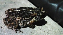 Sclerophrys pusilla