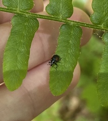 Synolabus bipustulatus