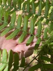 Synolabus bipustulatus