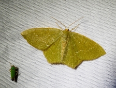 Thalera pistasciaria